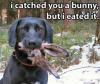 I catched you a bunny