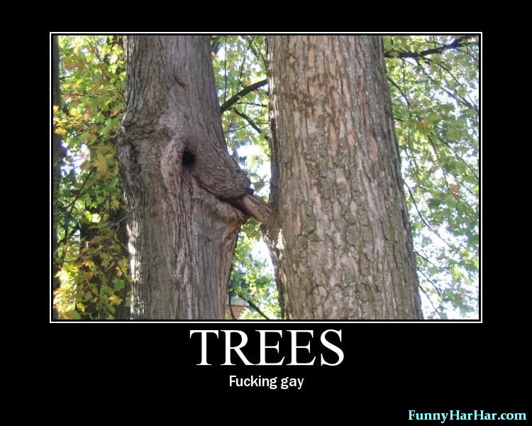 Tree's are gay