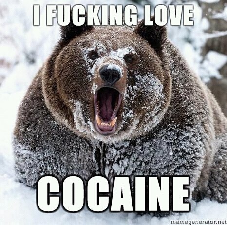 Bear Cocaine