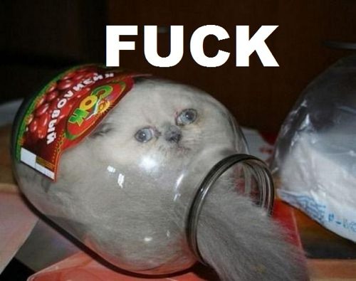 Cat in Jar