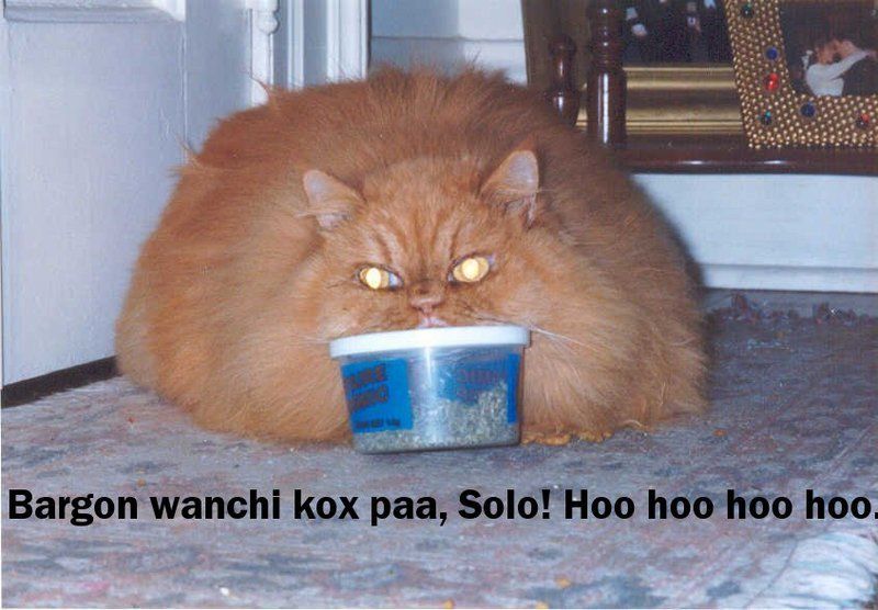 Jabba cat
