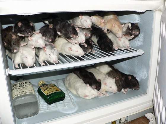 Rats and Booze