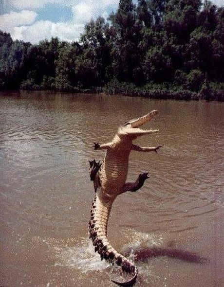 WTF crocodile