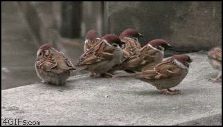 Sparrow Fight