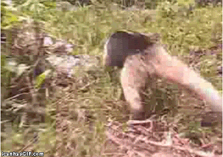 Ant Eater Chase