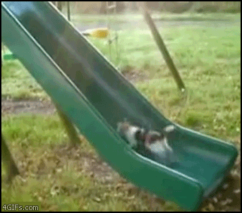 Cat vs Slide