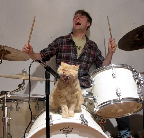 Cat band