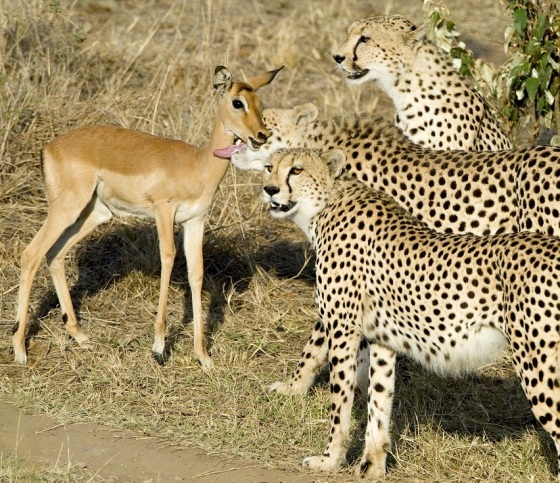 Cheetah trap