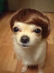 Dog wig