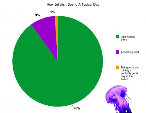 How jellyfish spend a day