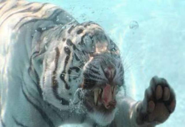 Tiger underwater