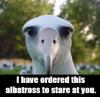 Albatross Stare