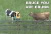 Bruce the cow