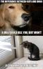 Difference between cats and dogs