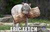 Epic fetch