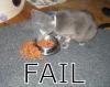 Fail cat food