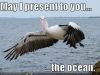Pelican shows you the ocean