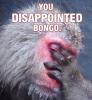 You disappointed bongo