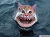 Cat shark