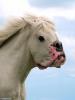 Horse with dog mouth 2