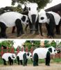 Pandaphants