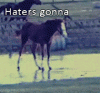 Hater Horse
