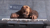 Keyboard Dog