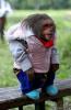 Dressed monkey