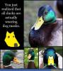 Ducks Dog Masks