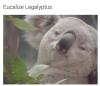 Eucalize Legalyptus