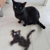 Hair cat