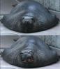 Happy/Angry seal